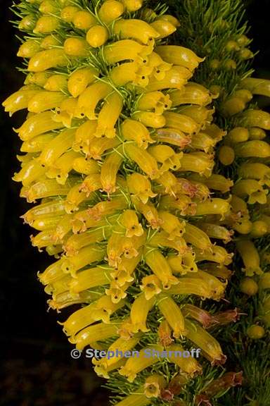 erica patersonia 3 graphic